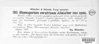 Gloeosporium veratrinum image